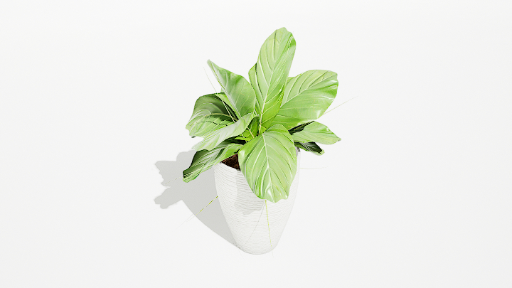 渲染模型_绿植盆栽611