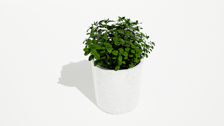 渲染模型_绿植盆栽638