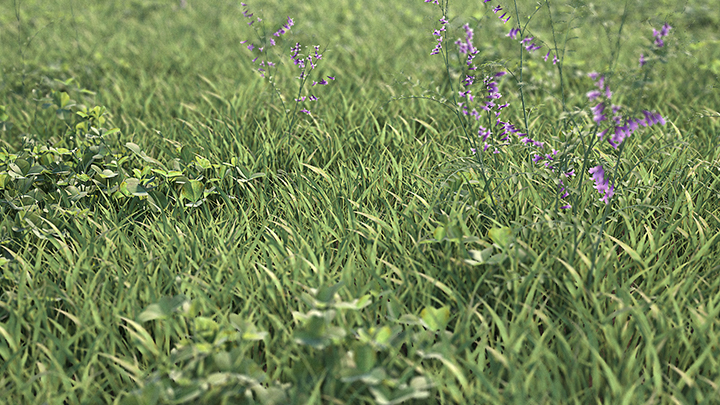 渲染模型_草地013