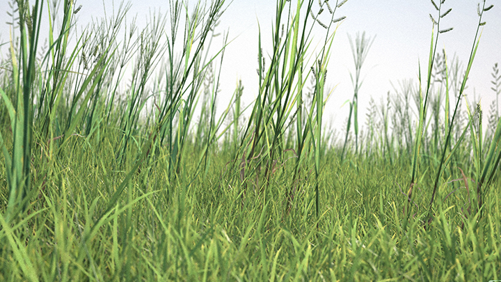 渲染模型_草地015