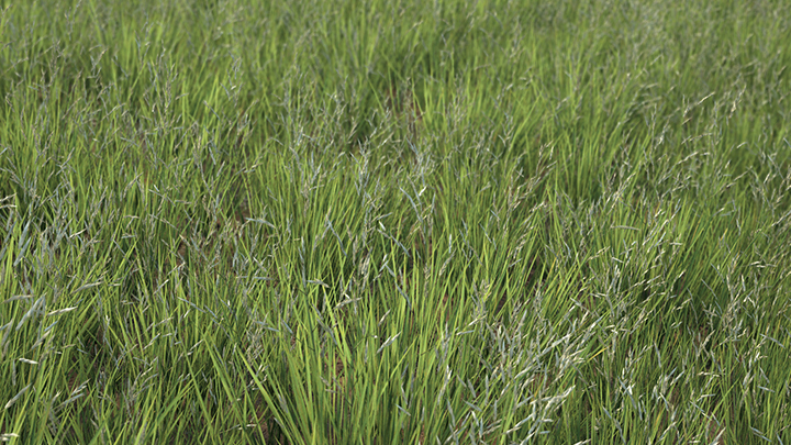 渲染模型_草地018