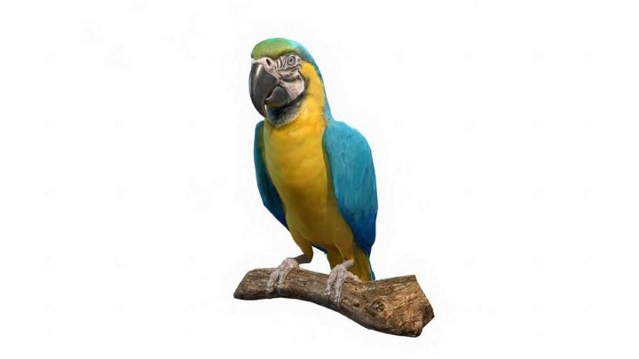 渲染模型_鹦鹉001