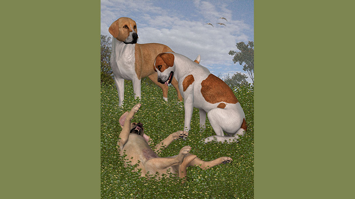 Daz3DPoser_动物013