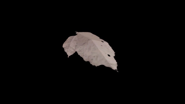 UE项目资源_模型资源_树叶124