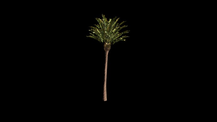UE项目资源_模型资源_棕榈树076