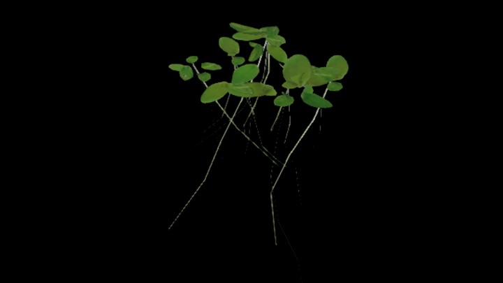 UE项目资源_模型资源_草2736