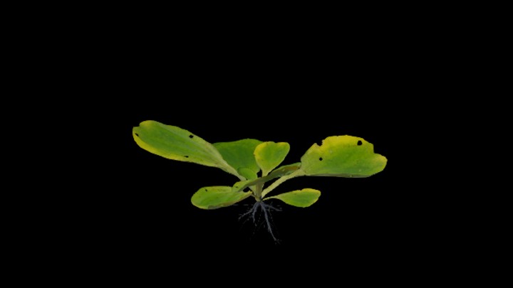 UE项目资源_模型资源_草2755