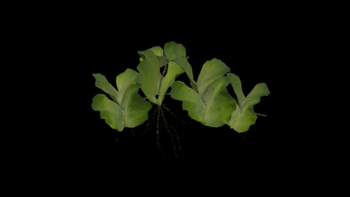 UE项目资源_模型资源_草2757