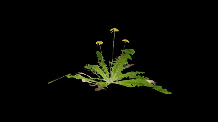 UE项目资源_模型资源_草2904