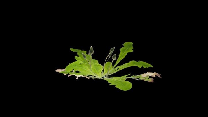 UE项目资源_模型资源_草2909