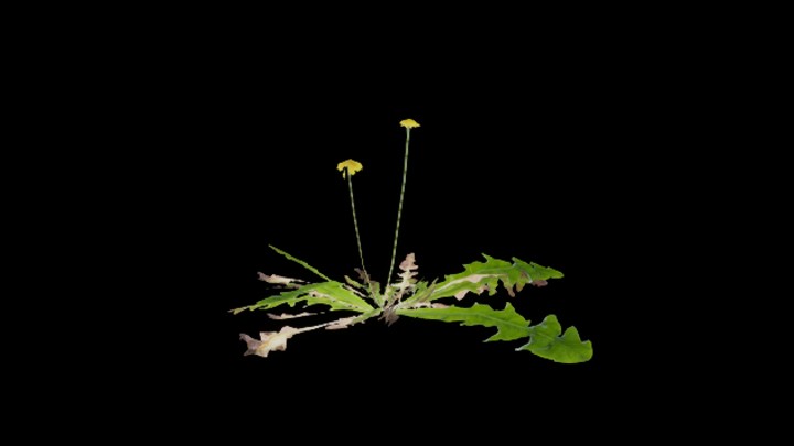 UE项目资源_模型资源_草2914