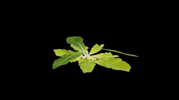 UE项目资源_模型资源_草3041