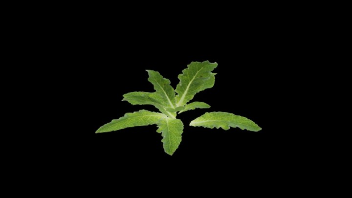 UE项目资源_模型资源_草3044