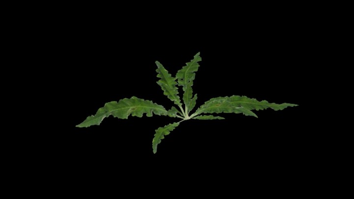 UE项目资源_模型资源_草3065