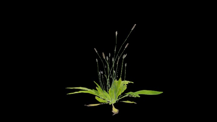 UE项目资源_模型资源_草3081