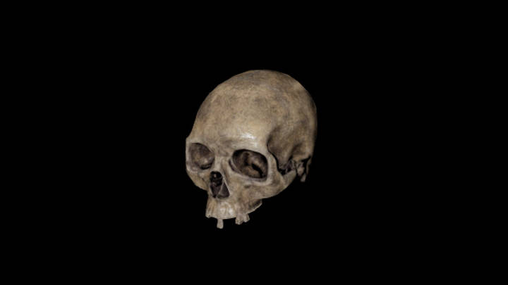 UE项目资源_模型资源_骨头170