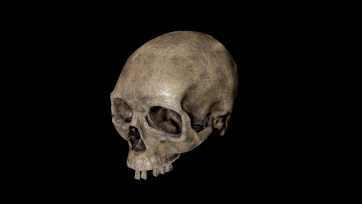 UE项目资源_模型资源_骨头171