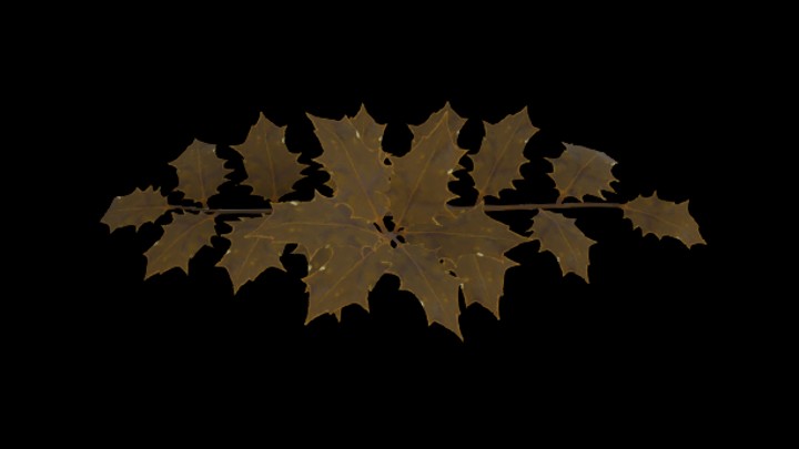 次世代_冬青树枝002