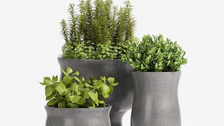 渲染模型_室内盆栽139