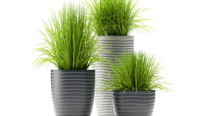 渲染模型_室内盆栽142