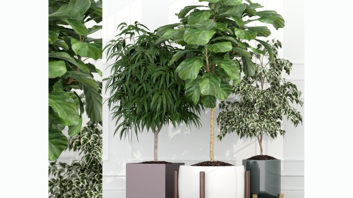 渲染模型_室内盆栽144