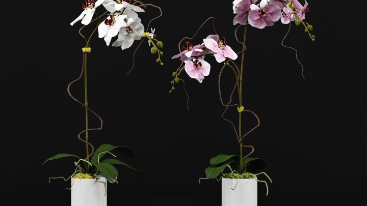 渲染模型_室内盆栽151