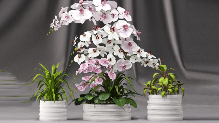 渲染模型_室内盆栽152