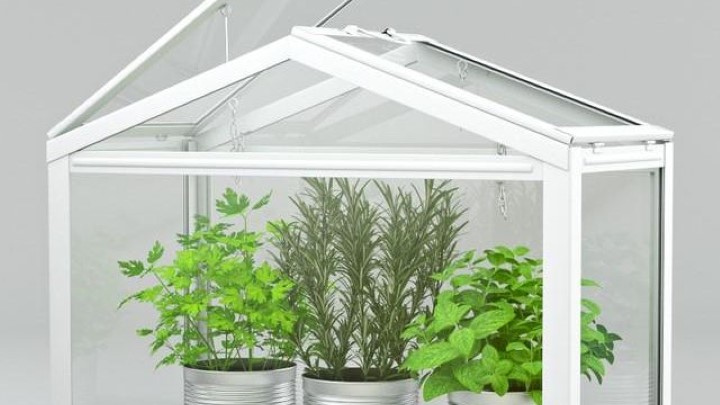 渲染模型_室内盆栽156