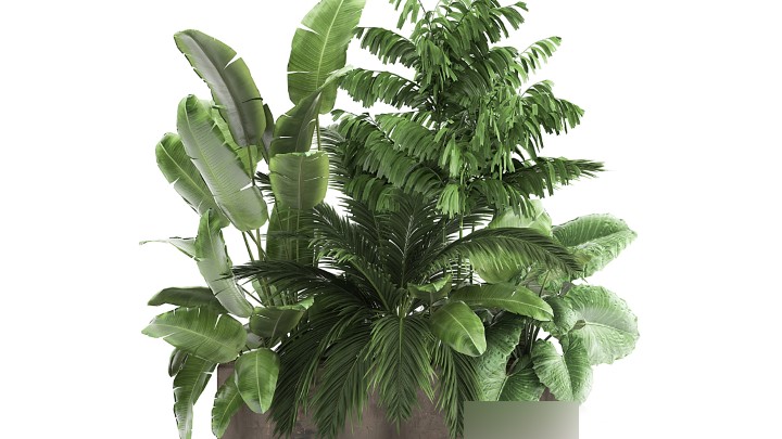 渲染模型_室内盆栽159