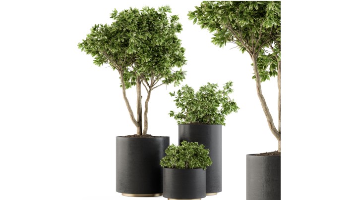 渲染模型_室内盆栽168