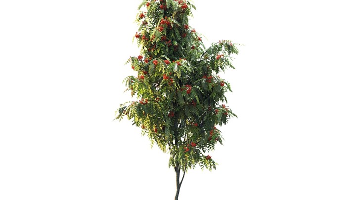 渲染模型_树1577