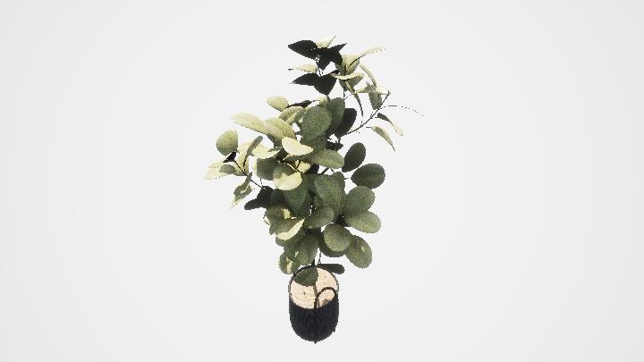 渲染模型_盆栽883