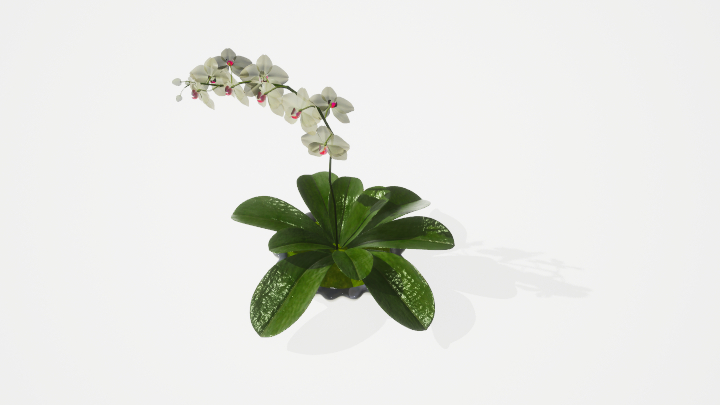 渲染模型_绿植376