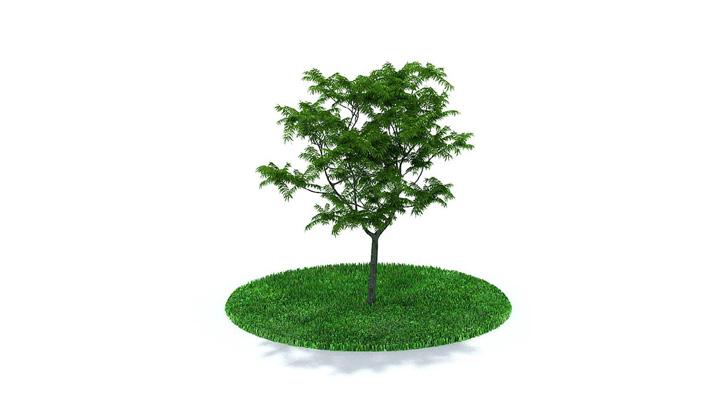 渲染模型_树木302