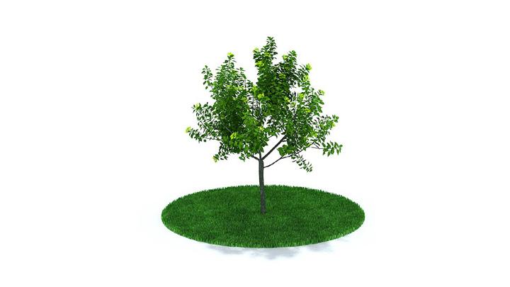 渲染模型_树木306