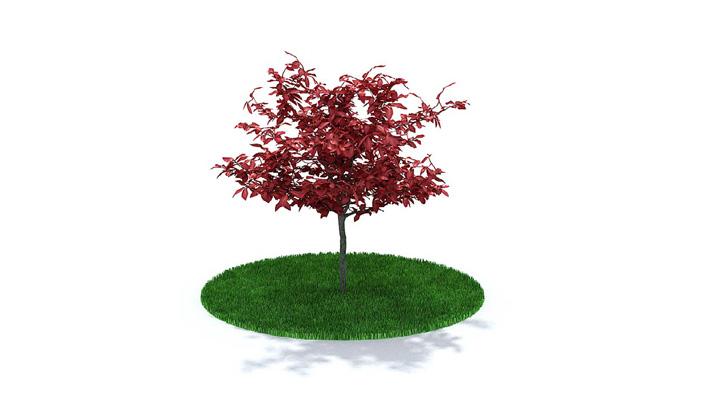 渲染模型_树木307