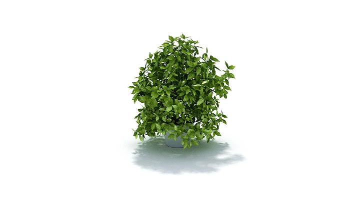 渲染模型_盆景183