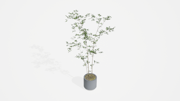 渲染模型_盆栽1061