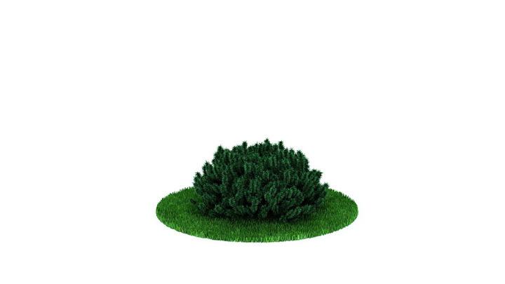 渲染模型_装饰灌木002