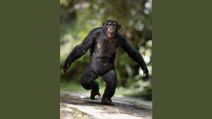 Daz3DPoser_猩猩005