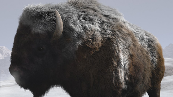 Daz3DPoser_耗牛001