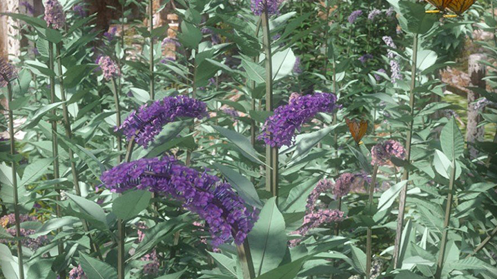 Daz3DPoser_薰衣草001