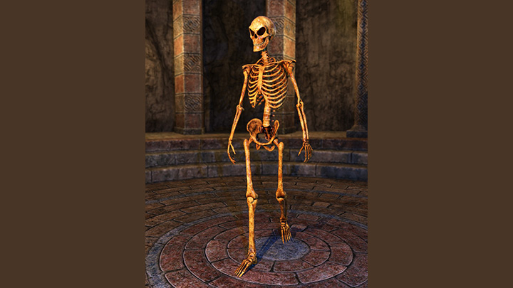 Daz3DPoser_骷髅006