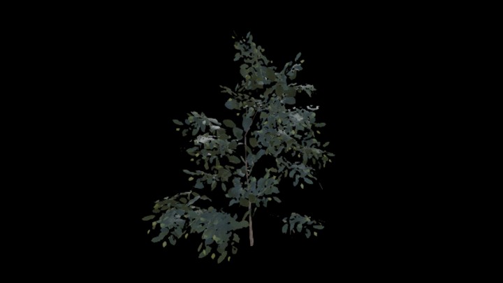 UE项目资源_模型资源_树2051