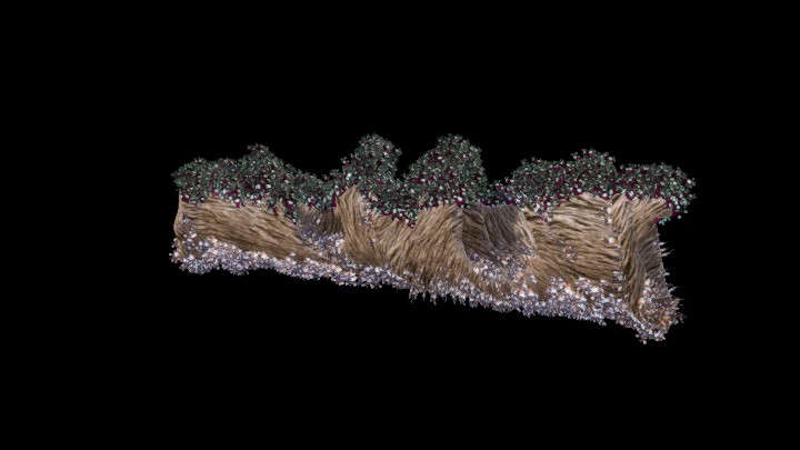 UE项目资源_模型资源_树2082