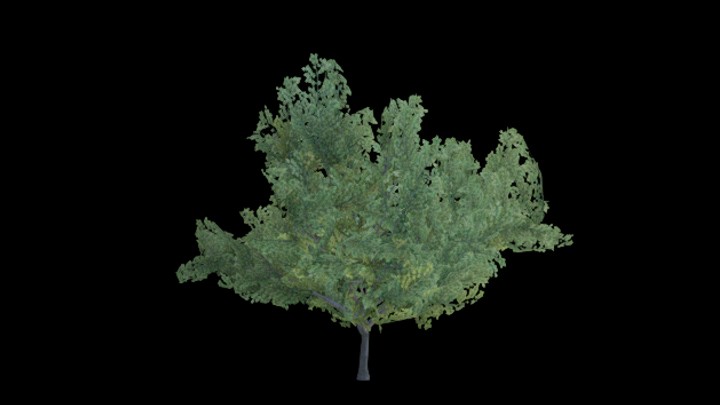 UE项目资源_模型资源_树2094