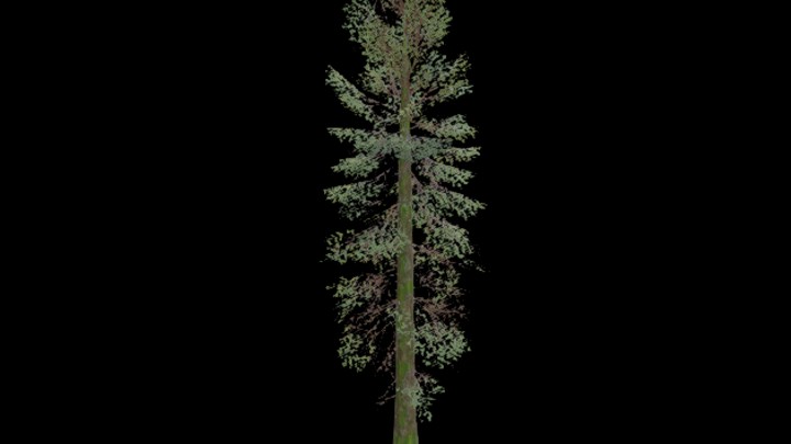 UE项目资源_模型资源_树2194