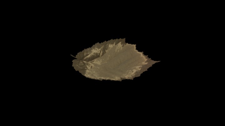 UE项目资源_模型资源_树叶141