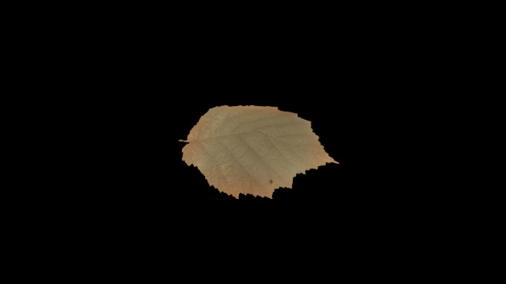 UE项目资源_模型资源_树叶193