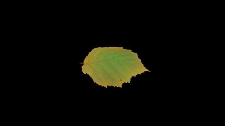 UE项目资源_模型资源_树叶194